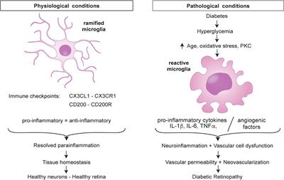 Microglia and Inflammatory Responses in Diabetic Retinopathy